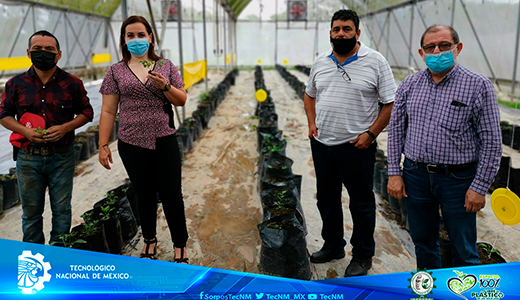 Estudiante tabasqueño propone rescatar cultivo de chile piquín