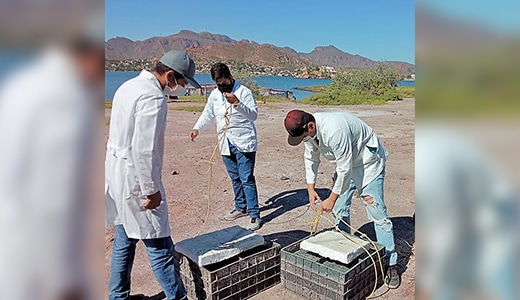 Estudiantes del TecNM en Guaymas retornan a la siembra de ostión japonés